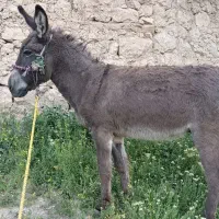 الاغ نر جوان سرحال تیز رو و باری،