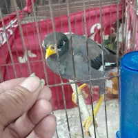 کبوتر مینا وموریس
