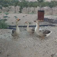 قو غاز نر و ماده