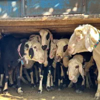 پلنگستان در خراسان  تربت قوچ . میش  بره
