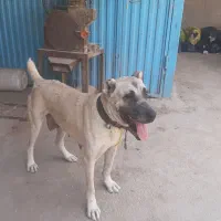 فروش لاس خراسانی ۲ساله