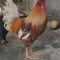 جوجه
