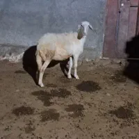 قوچ-گوسفند-بز-میش-بره