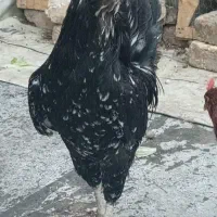 خروس گلین فول  بدون پر غلط