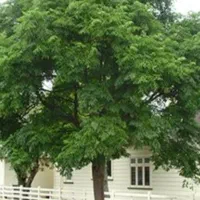 نهال زیتون تلخ ، انگور ، انار ۱۰۰ تومن