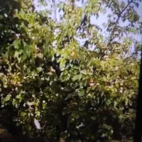 باغ میوه آبگرم قزوین