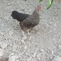 مرغ یکساله تخمگذار رسمی
