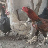 مرغ و خروس سالم و سرحال