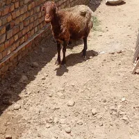 سلام یک راس