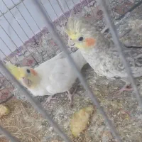 عروس هلندی