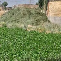 فروش شبدر