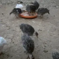 جوجه بوقلمون برنزه