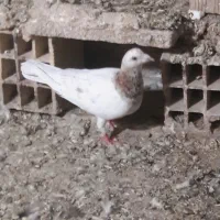 کبوتر|پرنده|نیشابور, ده حلاج|دیوار