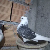 کبوتر تکپر یه جفت هردو باهم ۸۰۰