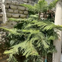 کاج مطبق