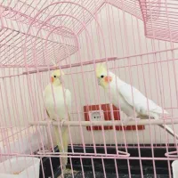 یک جفت عروس هلندی