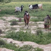 یک بره نر با یک عدد بز