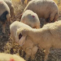 بره قوچ سنجابی (کاور ورن)