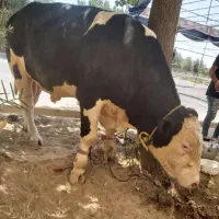 قصاب گاووشتربرای قربان