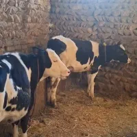 پنج راس گوساله ماده اصیل