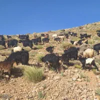 ۱۲۰ راس بز|حیوانات مزرعه|اقلید, |دیوار