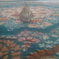 عروس هلندی