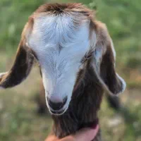 بز با کهره