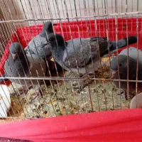 کبوتر آماده ی  دستی کردن قیمت ۷۰۰ دو جفت
