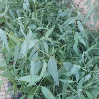 نهال اکالیپتوس