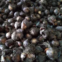 پیاز گل نرگس