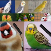 خرید و فروش انواع پرنده