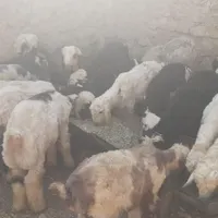 ۹راس بره نر ۶راس ماده جفتی کمتر ۷۰ کیلو|حیوانات مزرعه|شیراز, احمدی جنوبی|دیوار