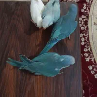 جوجه‌های تازه دونخور