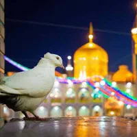 تور زمینی مشهد ویژه دی