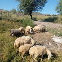 فروش گوسفند