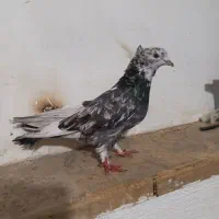 دوتاهماسرورنر