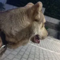 سگ سراب ۱۱ ماهه نسل ریگی