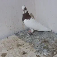 کبوتر، طوقی ،