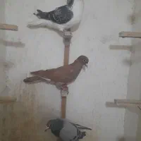 کبوتر صید
