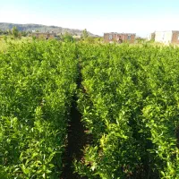 نارنگی|گل و گیاه طبیعی|عنبرآباد, |دیوار
