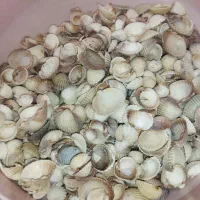 صدف دریای خزر