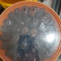 خرما|خوردنی و آشامیدنی|بندر ماهشهر, |دیوار