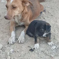 فروش سگ پاکوتاه با توله