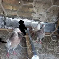 ۳ تا جوجه المانی بوم ندیده