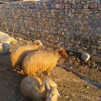 قوچ-ورن|حیوانات مزرعه|بدره, |دیوار