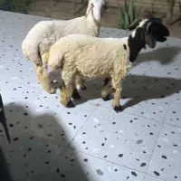 دزفول شهر میانرود