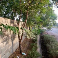 باغچه|خدمات باغبانی و درختکاری|قنوات, |دیوار
