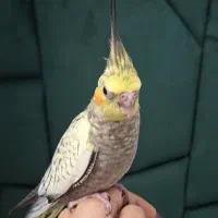 پرنده عروس هلندی