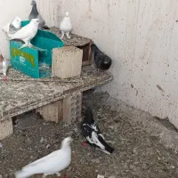 کفتر|پرنده|کهنوج, |دیوار