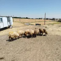 حیوانات مزرعه گوسفند
